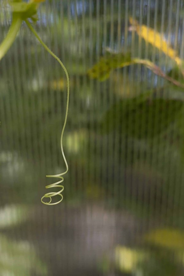 What Are the Best Strategies for Helping Pets Adjust to a New Sibling in the Family?